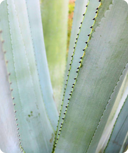 Gosulin Agave