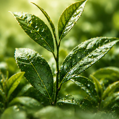 Green Tea Extract 2%