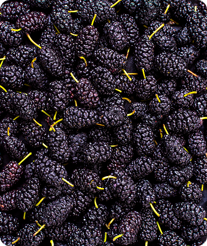 Mulberries