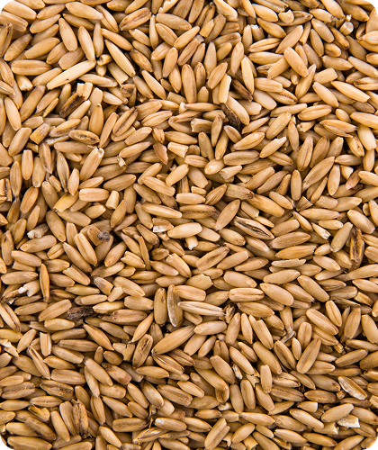 Oryza Sativa Grains