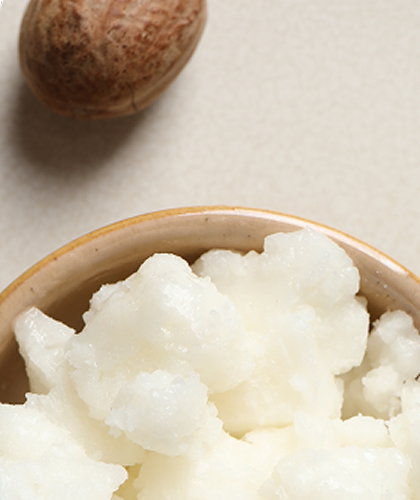 Shea Nuts