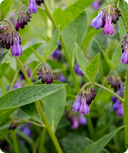 Comfrey Plant’s Stem Cells